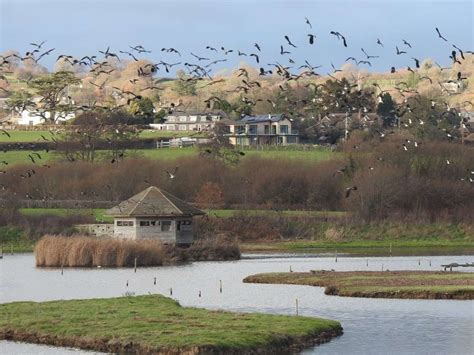 devon birds latest sightings|seaton wetlands recent sightings.